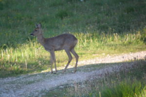 Capriolo.Valfredda