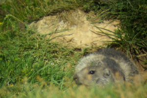 Marmotta1_Naole_Zanini_C