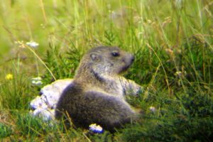 Marmotta_Naole_Zanini_C