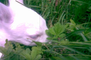 Meneghini M - Bischer G. - Capriolo Albino