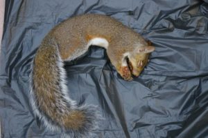 Sciurus carolinensis a